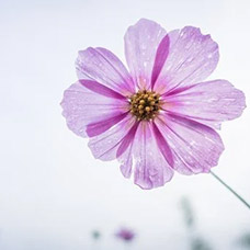 Thamilarasi Selvakumar 